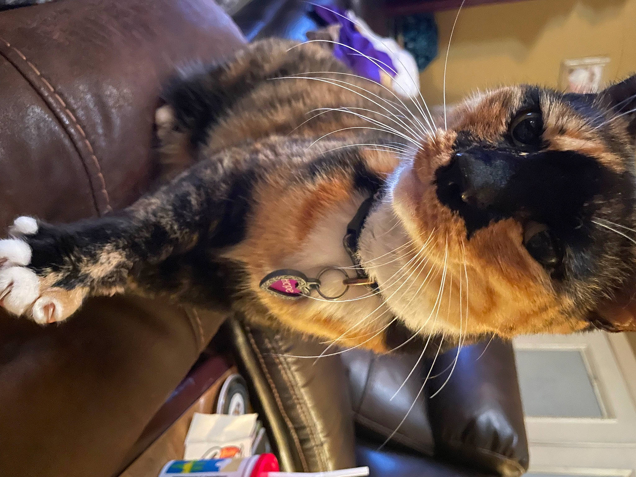 Hope is registered to the contest to win money with this photo: carnivore, cat, claw, comfort, domestic_short_haired_cat, ear, eyewear, felidae, flowerpot, fur, houseplant, paw, plant, small_to_medium_sized_cats, snout, tail, tree, whiskers, window, windshield