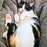animal, blanket, calico, cat, cozy, cute, ears, fur, indoor, nap, paw, pet, pink_paw_pads, plush, relaxed, resting, sleeping, soft, tail, whiskers