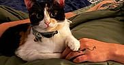 Atti is registered to the contest to win money with this photo: cat, calico_cat, paw, hand, tattoo, blanket, bed, pillow, indoor, pet, animal, fur, collar, closeup, resting, cute, domestic, cozy, relaxed, human