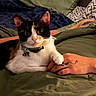 cat, calico_cat, paw, hand, tattoo, blanket, bed, pillow, indoor, pet, animal, fur, collar, closeup, resting, cute, domestic, cozy, relaxed, human