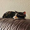 cat, calico_cat, sleeping, napping, resting, leather_couch, brown_couch, indoor, feline, pet, animal, fur, whiskers, ears, texture, wall, relaxation, cozy, quiet, home