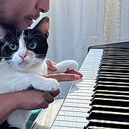 Atti joined the competition — help win amazing prizes! cat, person, piano, keyboard, indoor, black_and_white_cat, pet, curious, holding, musical_instrument, hand, face, curtain, window, light, closeup, domestic_animal, playing, music, gentle