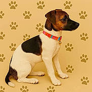Willow is registered to the contest to win money with this photo: dog, puppy, sitting, collar, colorful, paw_prints, beige_background, pet, cute, small_dog, alert, side_view, fur, animal, domestic_animal, young_dog, studio_shot, patterned_background, portrait, canine