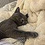 cat, gray_cat, sleeping, cozy, blanket, furry, paw, resting, indoor, pet, cute, relaxed, soft_texture, comfort, fur, bed, animal, peaceful, nap, domestic_cat