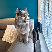 Willow joined the competition — help win amazing prizes! cat, gray_cat, yellow_eyes, pet, feline, couch, armrest, pillow, window, blinds, indoor, home, furniture, cozy, looking_away, soft_light, domestic_animal, whiskers, tail, relaxed