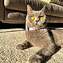 Willow is registered to the contest to win money with this photo: cat, gray_cat, golden_eyes, collar, pink_collar, carpet, sunlight, indoor, furniture, couch, blanket, pet, animal, relaxing, close_up, whiskers, paw, portrait, domestic_cat, cute