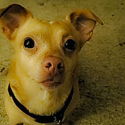 Bobo joined the competition — help win amazing prizes! dog, small_dog, tan_dog, pet, canine, looking_up, carpet, indoor, animal, collar, cute, ears_up, alert, portrait, facing_camera, floor, domestic_animal, companion, friendly, young_dog