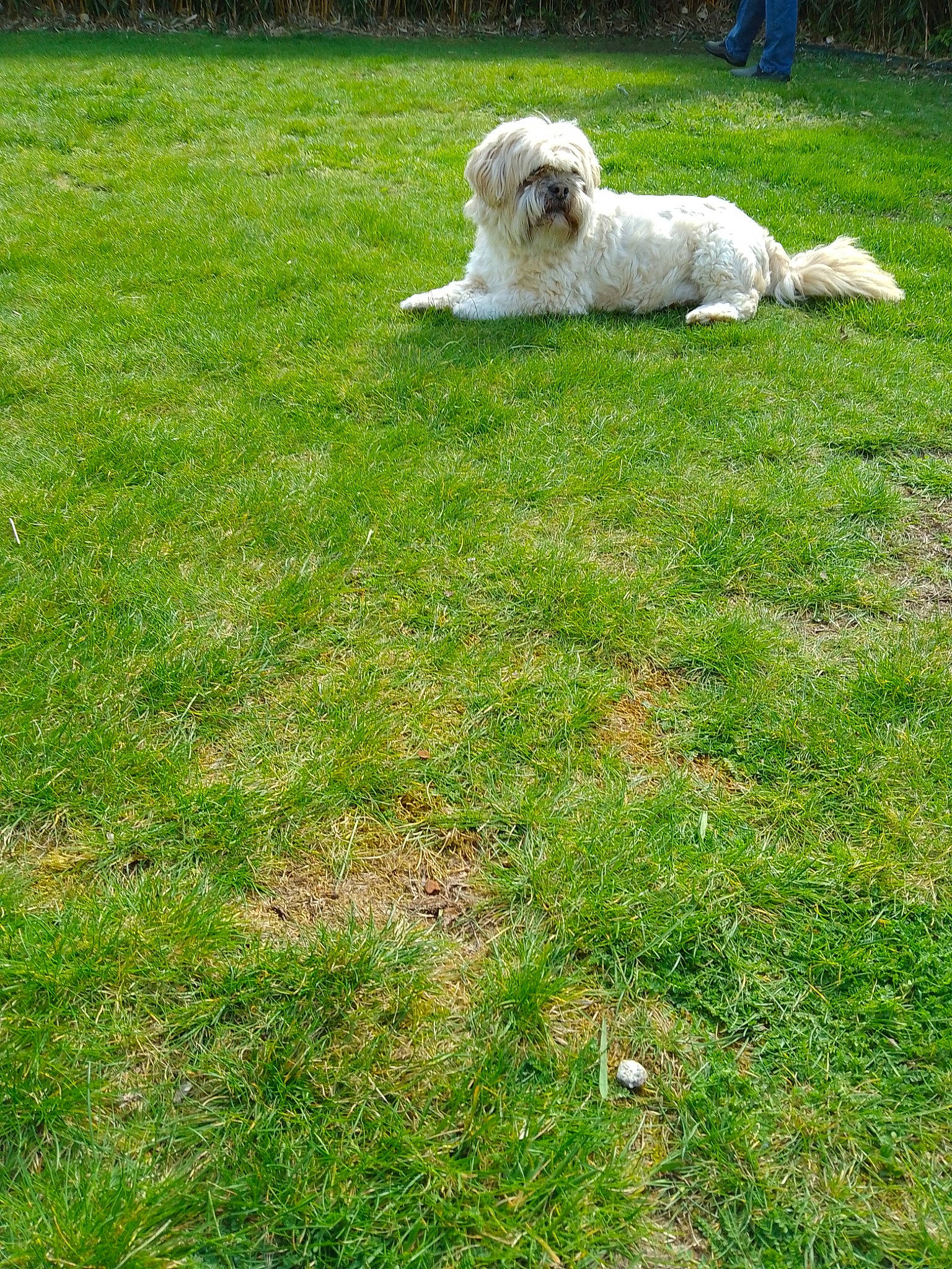 Gazou participe au concours pour gagner de l'argent avec cette photo : canidae, carnivore, companion_dog, dog, dog_breed, garden, grass, grassland, groundcover, lawn, pasture, plant, shrub, small_terrier, sporting_group, tail, terrier, toy_dog, tree, yard