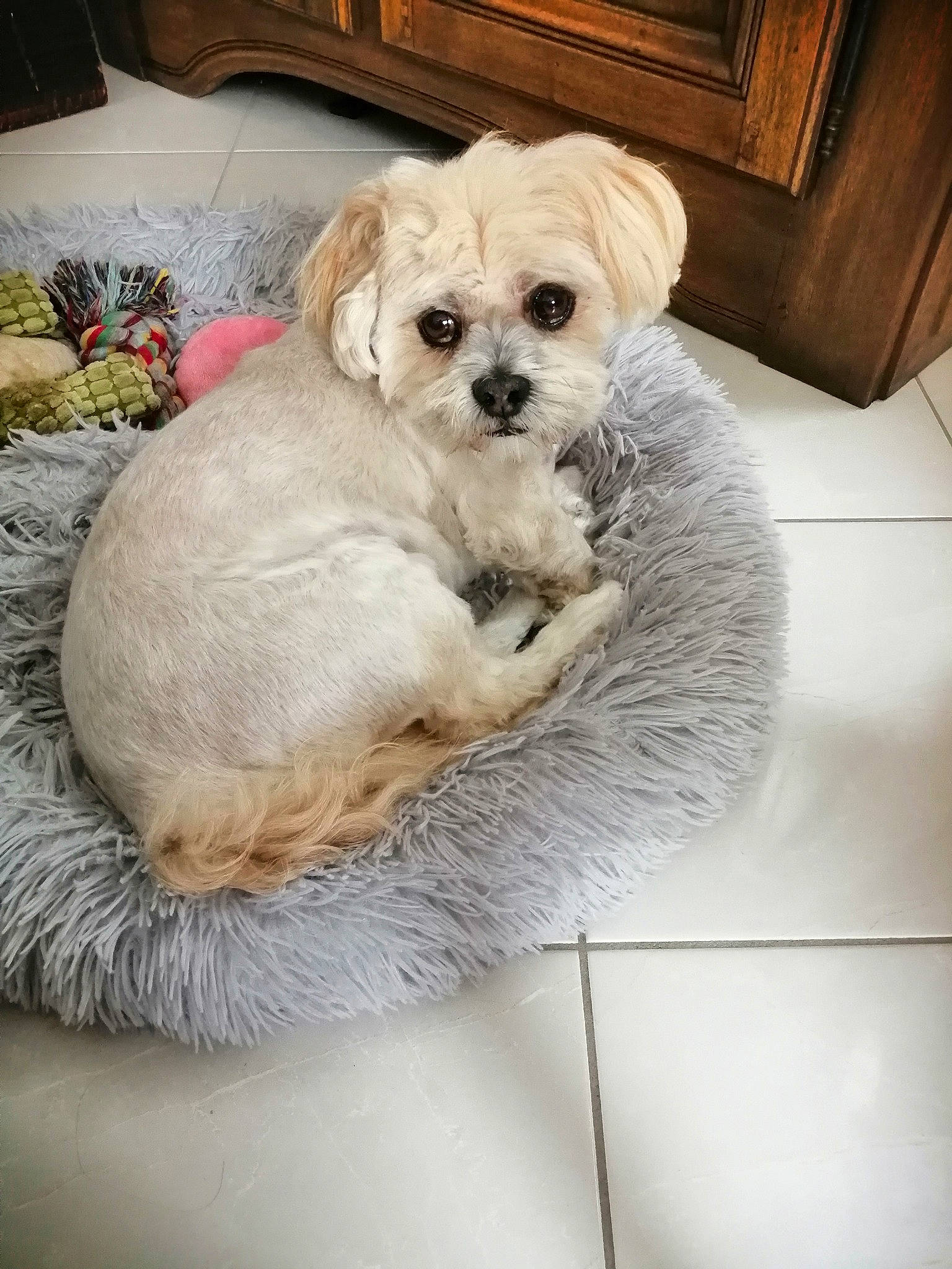 Gazou a rejoint le concours — aidez-le/la à gagner de superbes lots ! carnivore, chair, comfort, companion_dog, dog, dog_bed, dog_breed, dog_supply, fawn, fur, liver, pet_supply, puppy_love, shih_poo, shih_tzu, small_terrier, snout, terrier, toy_dog, working_animal