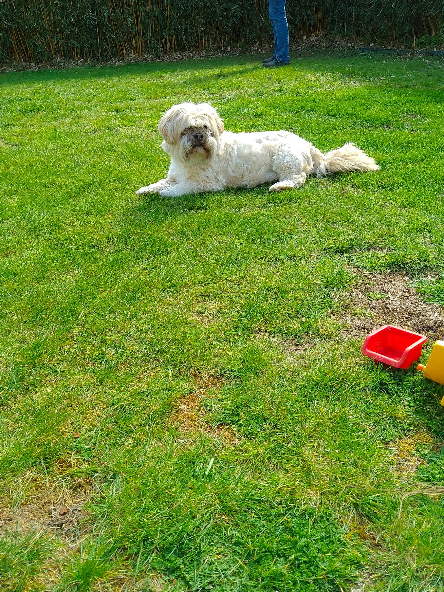 Gazou participe au concours pour gagner de l'argent avec cette photo : canidae, carnivore, chair, companion_dog, dog, dog_breed, garden, grass, grassland, groundcover, landscaping, lawn, non_sporting_group, pasture, plant, small_terrier, sporting_group, terrier, toy_dog, yard