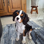 Vanille a rejoint le concours — aidez-le/la à gagner de superbes lots ! cavalier_king_charles_spaniel, curious, cute, dog, ears, floor, fur, houseplant, indoor, pet, plant, pot, puppy, rug, sitting, small_dog, tail, tile_floor, tricolor, wooden_cabinet