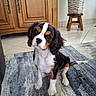 cavalier_king_charles_spaniel, curious, cute, dog, ears, floor, fur, houseplant, indoor, pet, plant, pot, puppy, rug, sitting, small_dog, tail, tile_floor, tricolor, wooden_cabinet