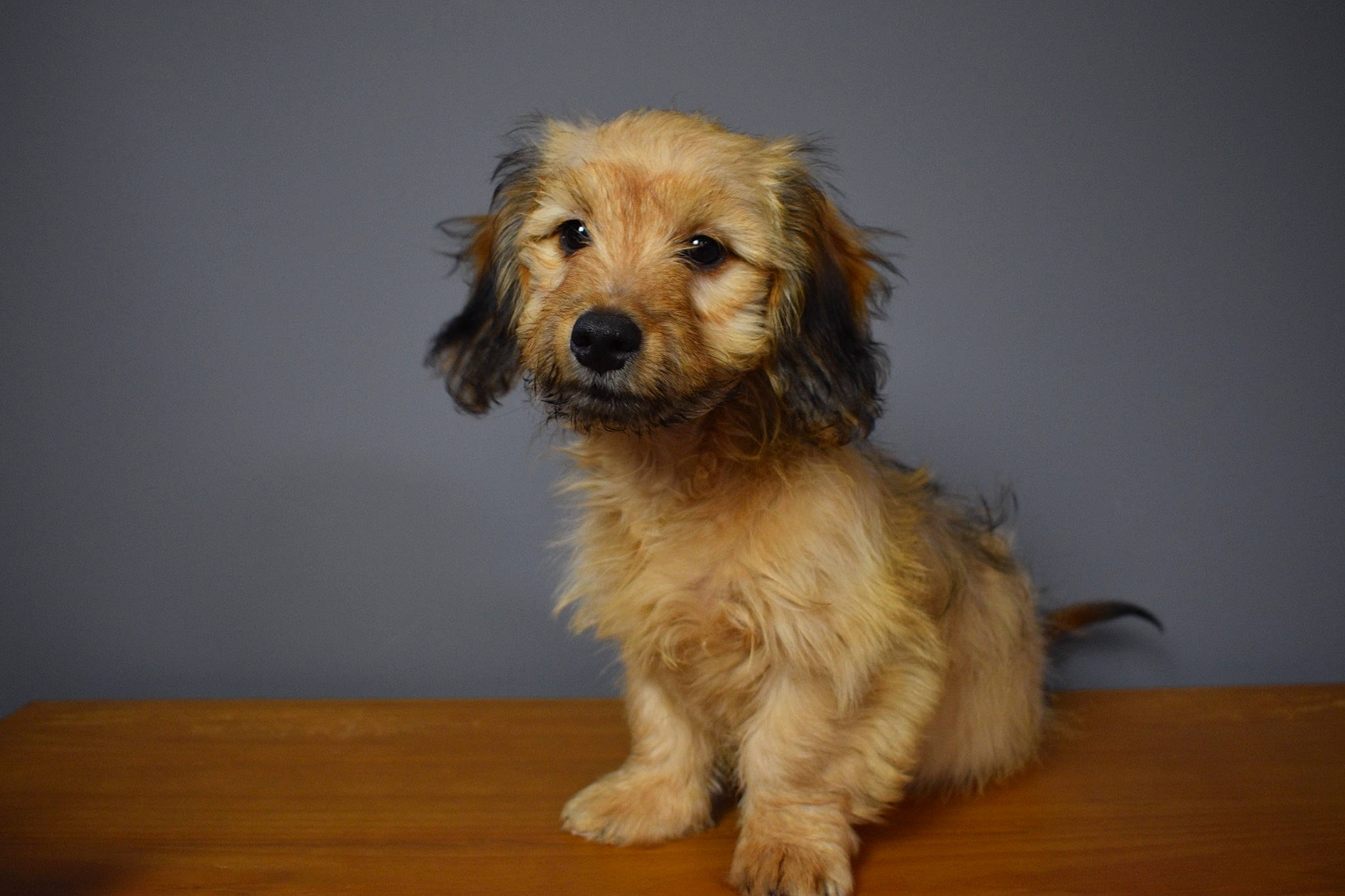 Ted joined the competition — help win amazing prizes! carnivore, companion_dog, dog, dog_breed, flooring, fur, hardwood, liver, paw, poodle, small_terrier, spaniel, sporting_group, terrestrial_animal, terrier, toy_dog, water_dog, whiskers, wood, working_animal