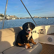 Benetti is registered to the contest to win money with this photo: dog, puppy, bernese_mountain_dog, boat, bench, water, sky, clouds, houses, sunlight, wood_floor, outdoor, pet, animal, tongue_out, fur, cute, summer, relaxation, vacation