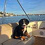 dog, puppy, bernese_mountain_dog, boat, bench, water, sky, clouds, houses, sunlight, wood_floor, outdoor, pet, animal, tongue_out, fur, cute, summer, relaxation, vacation