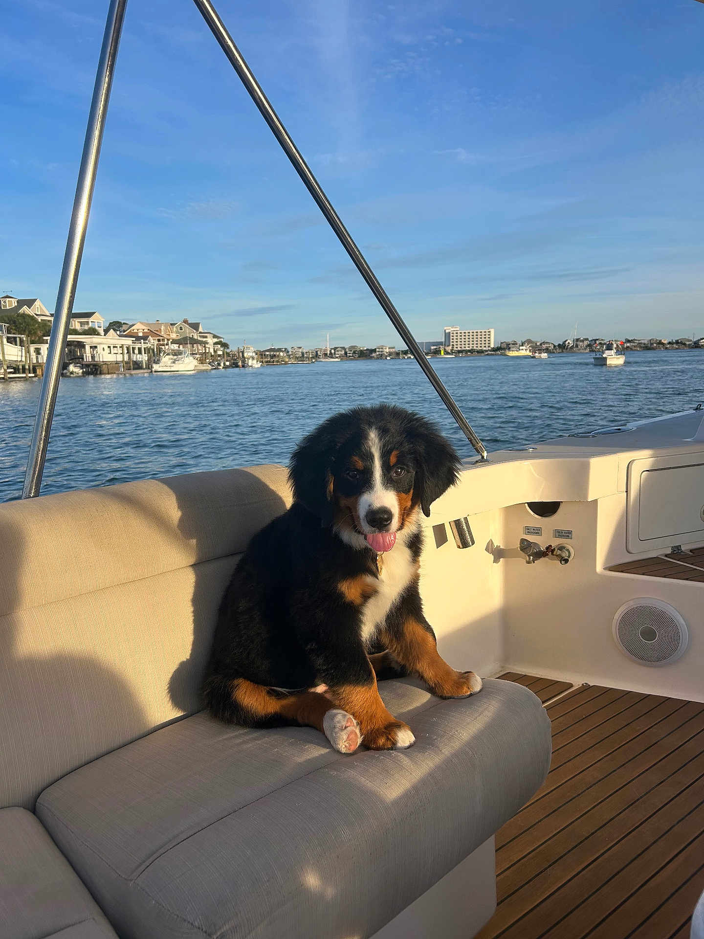 Benetti is registered to the contest to win money with this photo: dog, puppy, bernese_mountain_dog, boat, bench, water, sky, clouds, houses, sunlight, wood_floor, outdoor, pet, animal, tongue_out, fur, cute, summer, relaxation, vacation