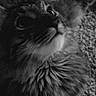 Shadow joined the competition — help win amazing prizes! cat, fluffy, close_up, black_and_white, fur, looking_up, pet, animal, whiskers, portrait, texture, soft_lighting, indoor, cute, feline, mammal, face, eyes, tabby, background