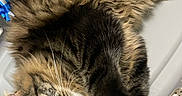Shadow joined the competition — help win amazing prizes! cat, tabby_cat, fluffy, laundry_basket, paw, curious_eyes, indoor, pet, feline, playful, fur, whiskers, household, relaxed, close_up, home, animal, cute, tabby, basket
