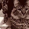 cat, tabby, feline, pet, animal, carpet, fabric, pattern, paper, floor, whiskers, ears, fur, indoor, domestic, closeup, sepia, vintage, curious, sitting
