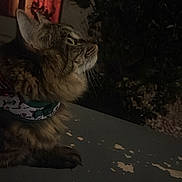Shadow joined the competition — help win amazing prizes! cat, animal, night, dark, feline, collar, pet, fur, whiskers, outdoor, nature, tree, shadow, quiet, mysterious, orange_light, curious, side_view, closeup, sitting