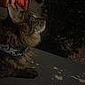 cat, animal, night, dark, feline, collar, pet, fur, whiskers, outdoor, nature, tree, shadow, quiet, mysterious, orange_light, curious, side_view, closeup, sitting