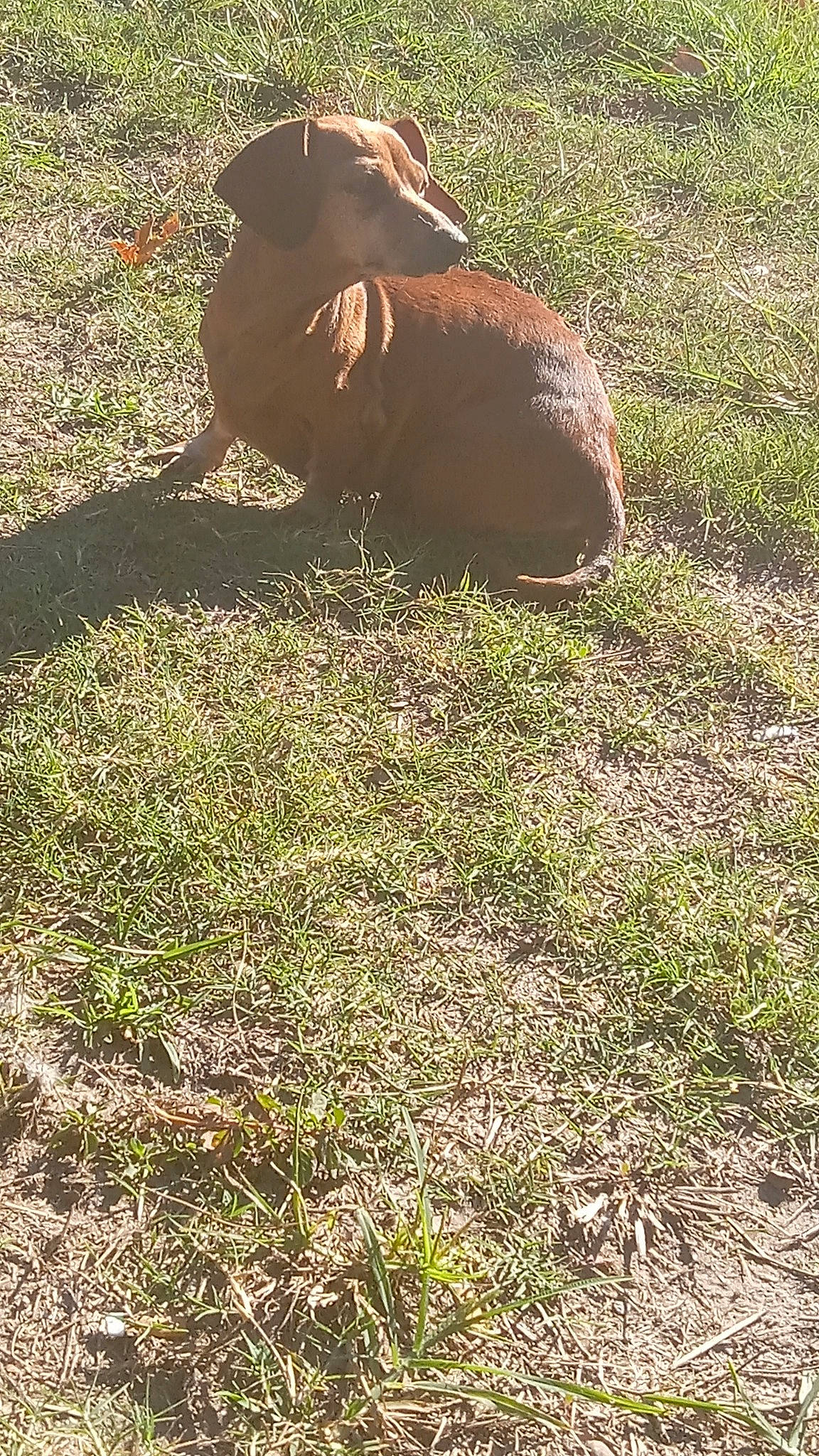 Daisy is registered to the contest to win money with this photo: canidae, carnivore, companion_dog, dog, dog_breed, fawn, grass, grassland, grazing, groundcover, liver, pasture, plant, shadow, soil, sporting_group, tail, terrestrial_animal, wildlife, working_animal