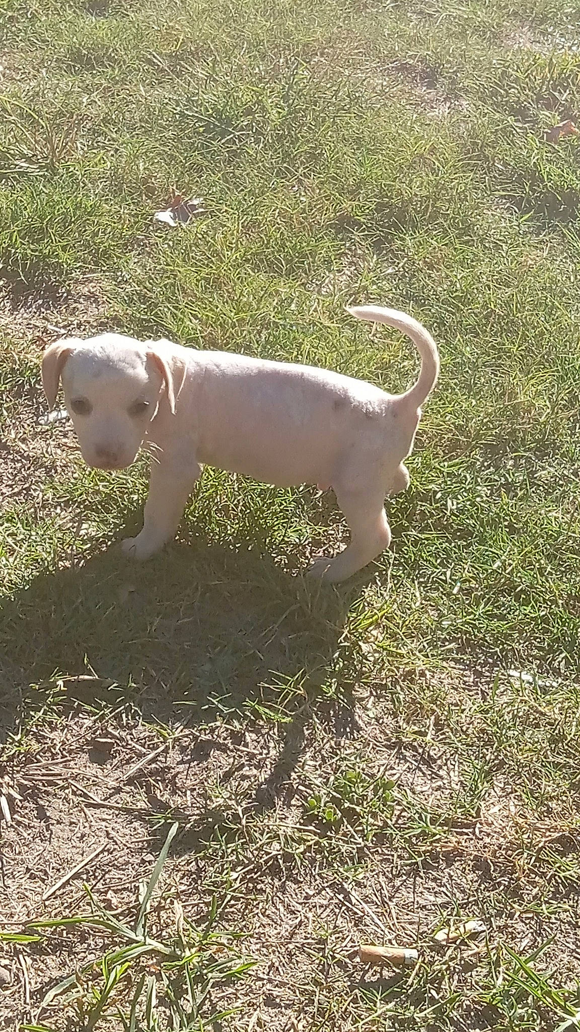 Purdy joined the competition — help win amazing prizes! canidae, carnivore, companion_dog, dog, dog_breed, fawn, grass, gun_dog, hunting_dog, non_sporting_group, shadow, snout, soil, sporting_group, tail, terrestrial_animal, working_animal