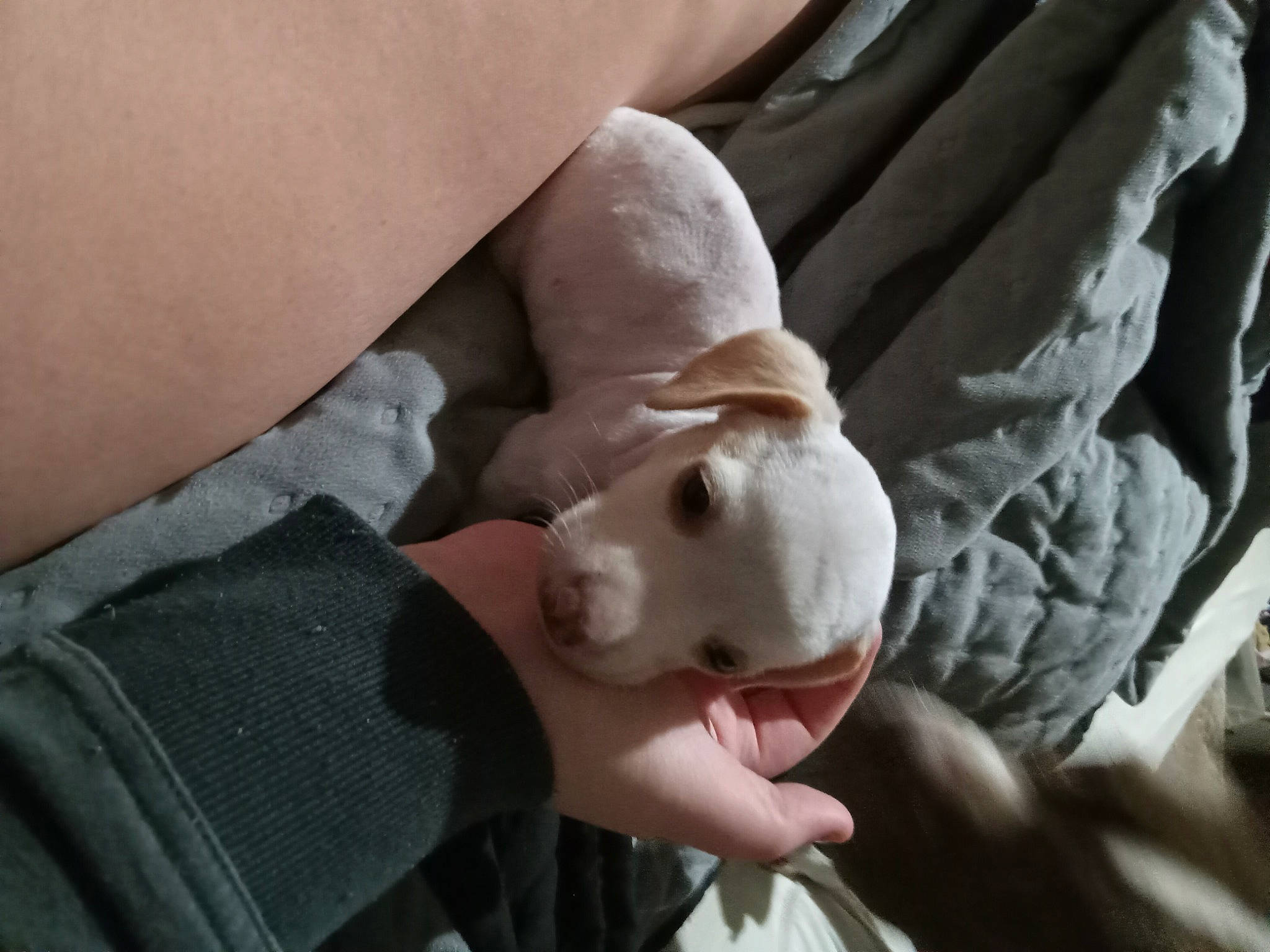 Purdy joined the competition — help win amazing prizes! abdomen, chest, child, comfort, doll, elbow, eyelash, fawn, finger, gesture, human_leg, nail, plush, skin, snout, stuffed_toy, thumb, toy, trunk, wrist