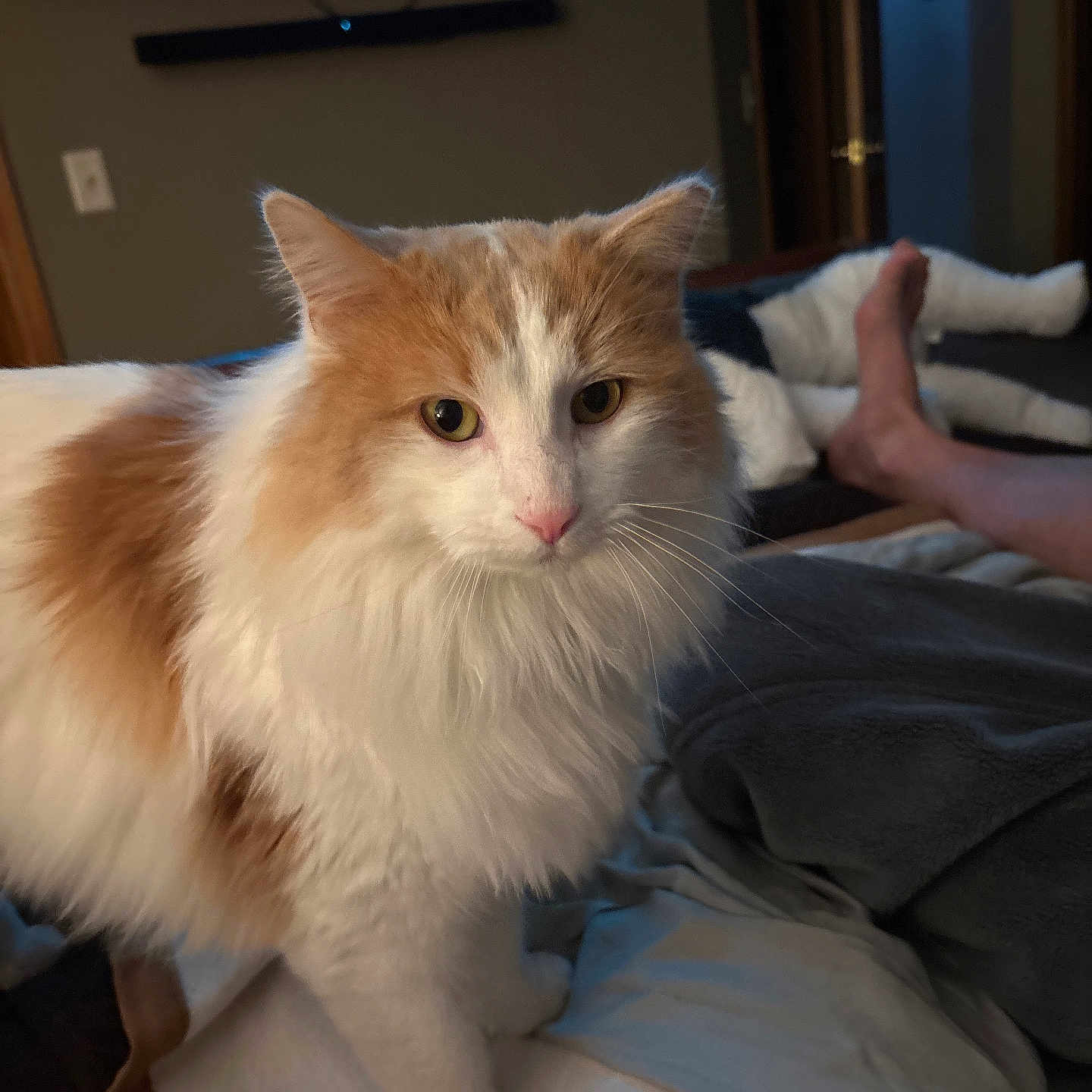 Snowball is registered to the contest to win money with this photo: angora, animal, bodypart, cat, computerhardware, couch, electronics, finger, furniture, hand, hardware, hardwood, indoors, interiordesign, kitten, manx, person, pet, screen, wood