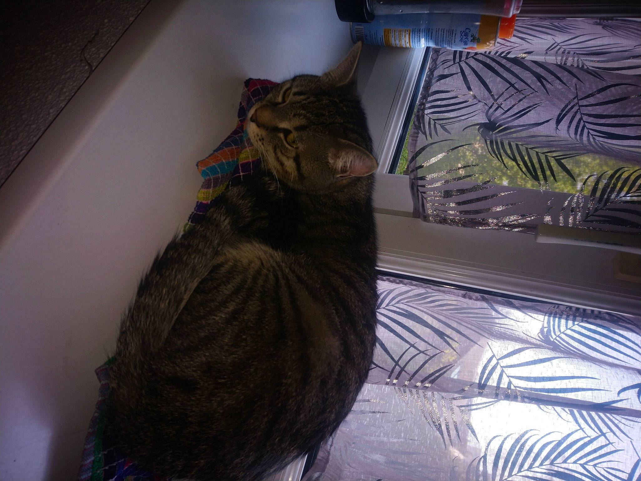 Yaya participe au concours pour gagner de l'argent avec cette photo : automotive_lighting, black_cat, carnivore, cat, comfort, domestic_short_haired_cat, felidae, flooring, fur, hood, room, small_to_medium_sized_cats, tail, whiskers