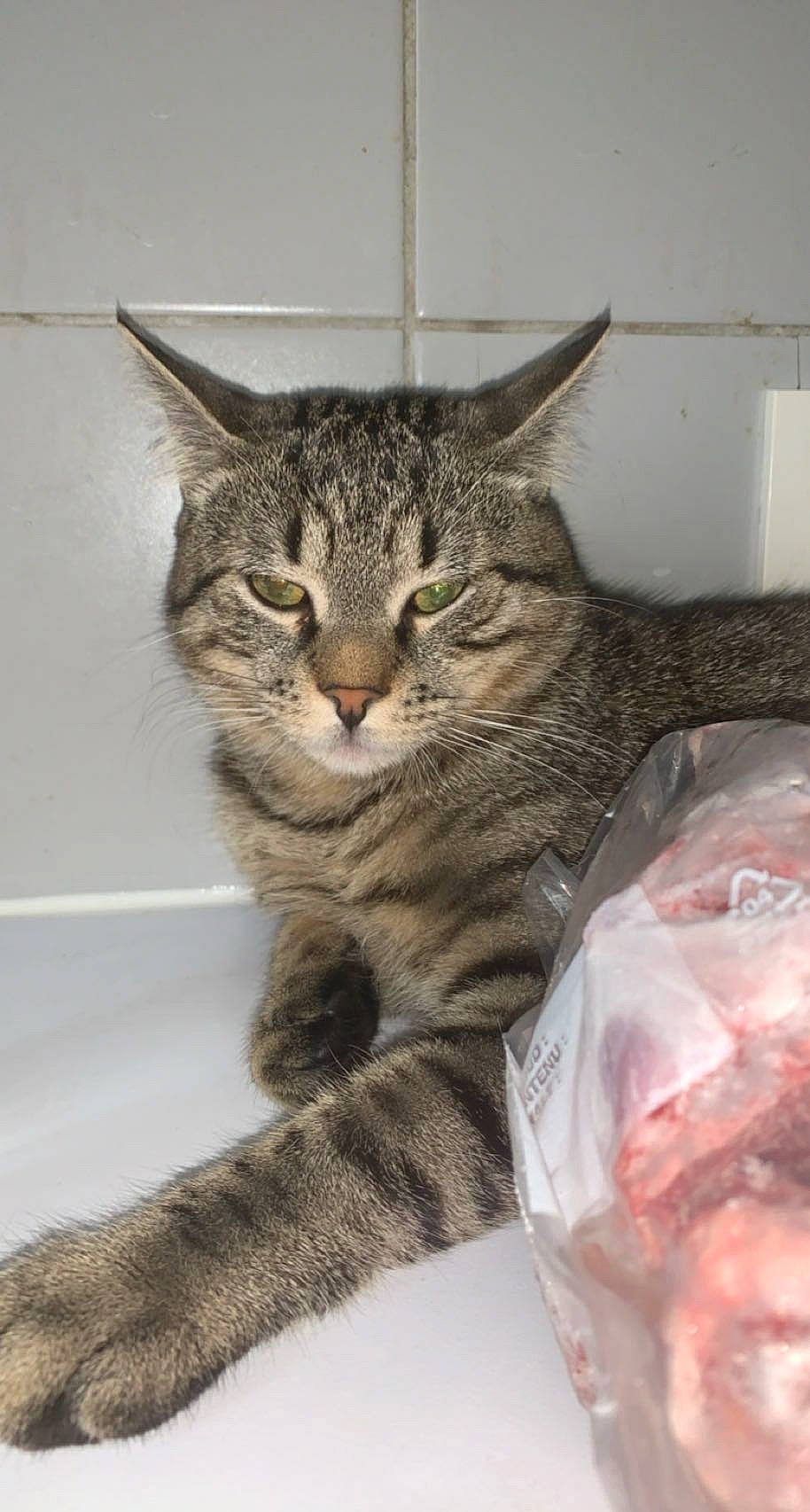 Yaya participe au concours pour gagner de l'argent avec cette photo : carnivore, cat, cat_supply, claw, comfort, domestic_short_haired_cat, felidae, fur, paw, small_to_medium_sized_cats, snout, whiskers