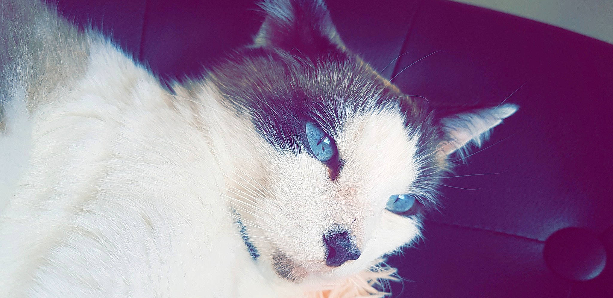 Tweety a rejoint le concours — aidez-le/la à gagner de superbes lots ! art, carnivore, cat, cloud, cumulus, domestic_short_haired_cat, electric_blue, felidae, fur, grass, meteorological_phenomenon, nap, paw, sky, sleep, small_to_medium_sized_cats, snout, square, tail, whiskers