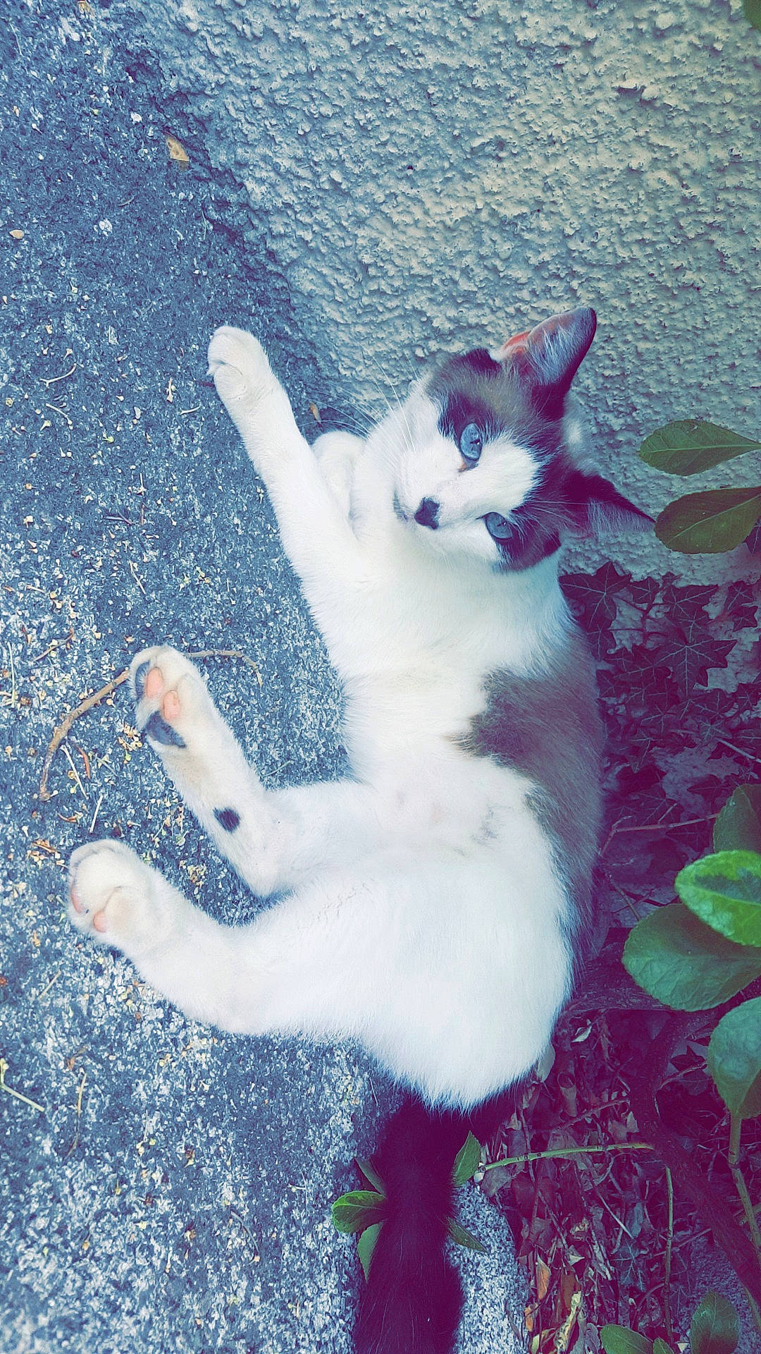 Tweety participe au concours pour gagner de l'argent avec cette photo : art, carnivore, cat, claw, domestic_short_haired_cat, electric_blue, eye, fawn, felidae, foot, fur, gesture, grass, paw, petal, plant, small_to_medium_sized_cats, snout, tail, whiskers