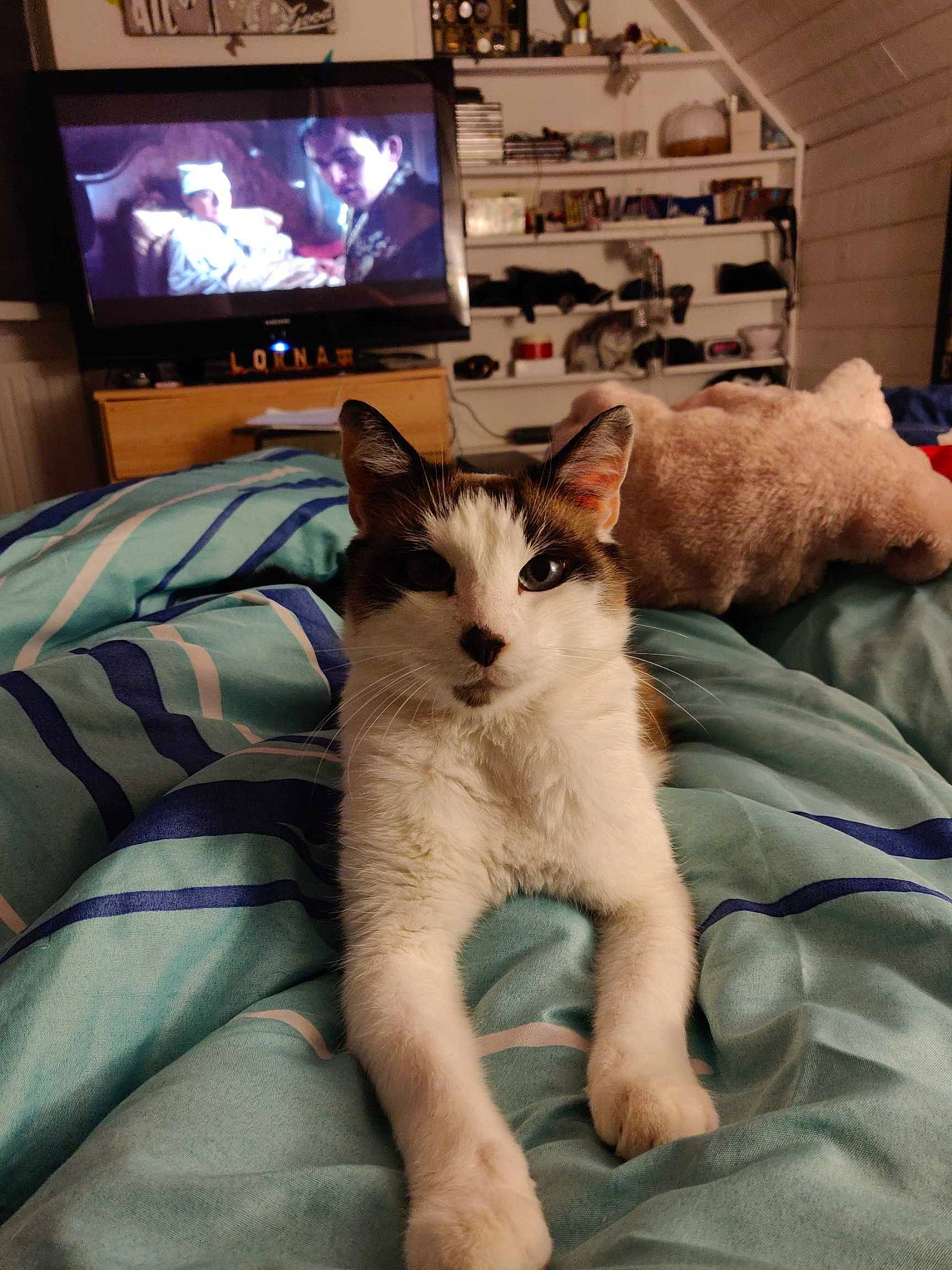 Tweety participe au concours pour gagner de l'argent avec cette photo : bed, carnivore, cat, comfort, display_device, domestic_short_haired_cat, fawn, felidae, fur, home_appliance, linens, plant, room, small_to_medium_sized_cats, snout, tail, television, television_set, textile, whiskers