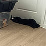 Koira is registered to the contest to win money with this photo: dog, black_dog, floor, door, wooden_floor, storage_bin, indoor, pet, lying_down, relaxed, home, animal, furniture, container, cozy, resting, domestic, canine, quiet, shadow