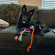 Koira is registered to the contest to win money with this photo: dog, black_dog, couch, indoor, toy, rope_toy, window_blinds, blanket, pet, tongue_out, relaxed, fur, animal, paw, home, furniture, playful, companion, cute, resting