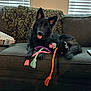 dog, black_dog, couch, indoor, toy, rope_toy, window_blinds, blanket, pet, tongue_out, relaxed, fur, animal, paw, home, furniture, playful, companion, cute, resting