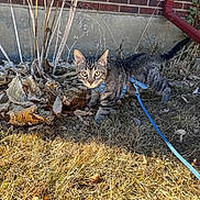 Scrim joined the competition — help win amazing prizes! cat, tabby, harness, leash, grass, dry_grass, brick_wall, plant_stems, dried_leaves, outdoor, pet, animal, curious, alert, small_cat, side_view, nature, daylight, closeup, walking