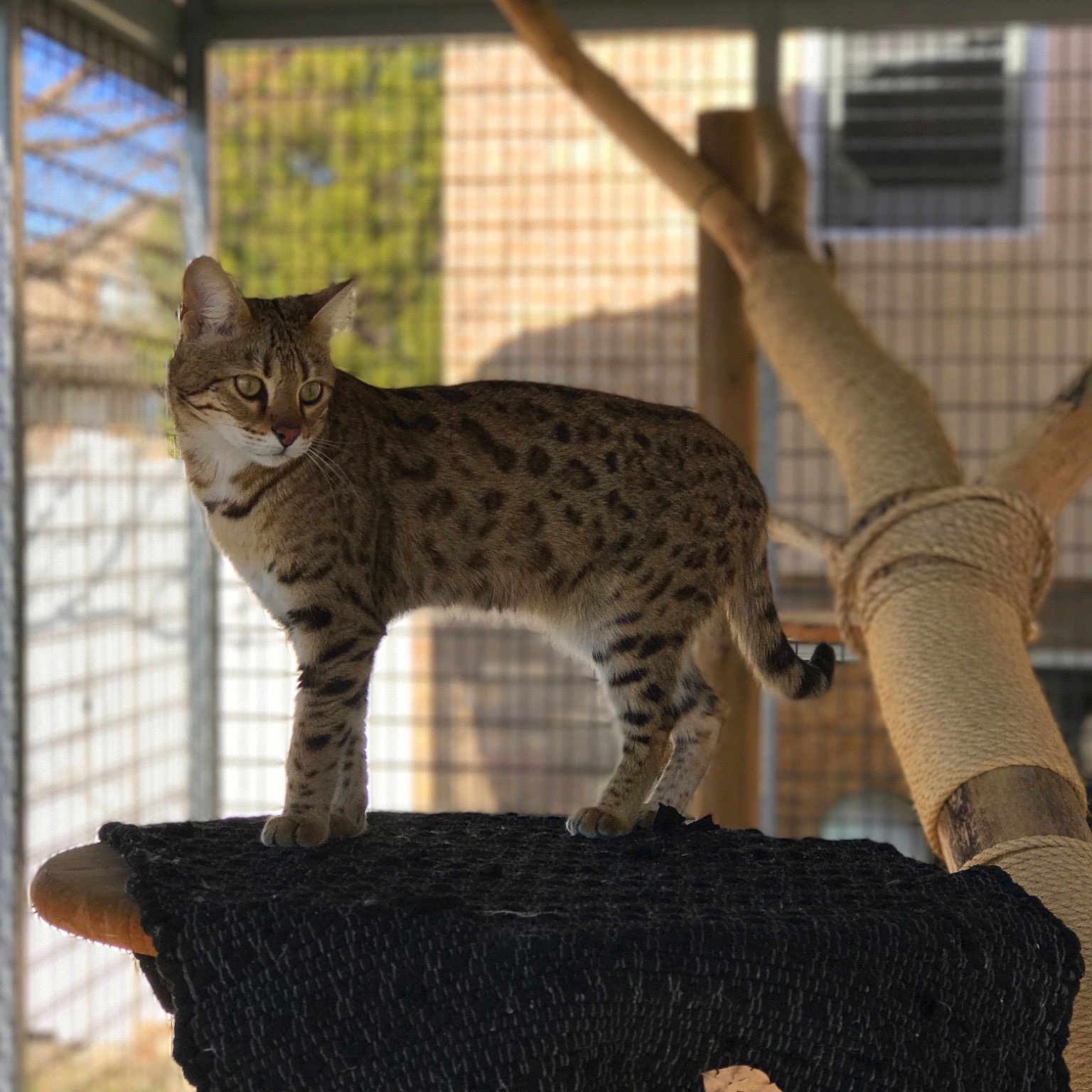 Jamaca is registered to the contest to win money with this photo: asian, bengal, california_spangled, carnivore, cat, chausie, egyptian_mau, european_shorthair, fawn, felidae, kitten, mammal, ocicat, pixie_bob, savannah, small_to_medium_sized_cats, vertebrate, whiskers, wild_cat, wildlife