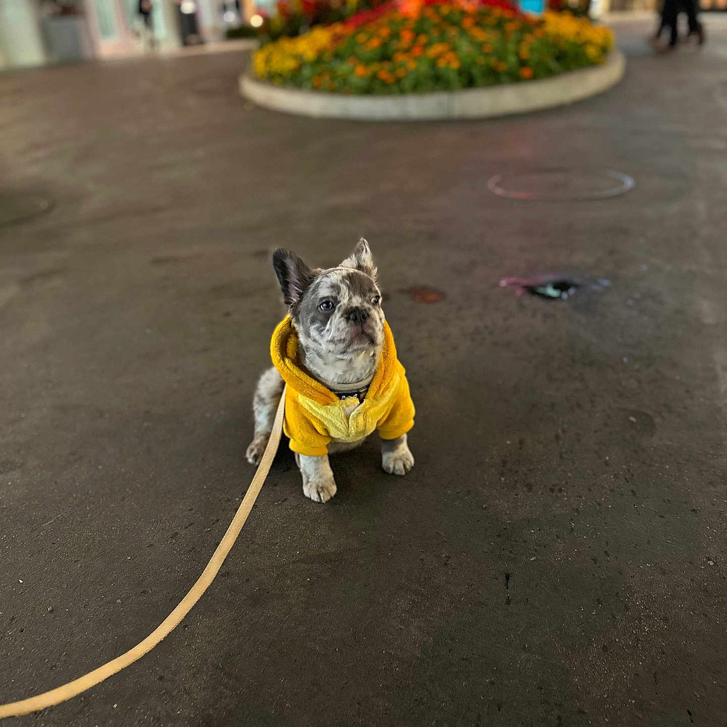 Max joined the competition — help win amazing prizes! animal, apparel, blurred_background, canine, city, cute, dog, flowers, leash, night, outdoor, pet, puppy, sidewalk, sitting, small_dog, spot_pattern, street, urban, yellow_hoodie