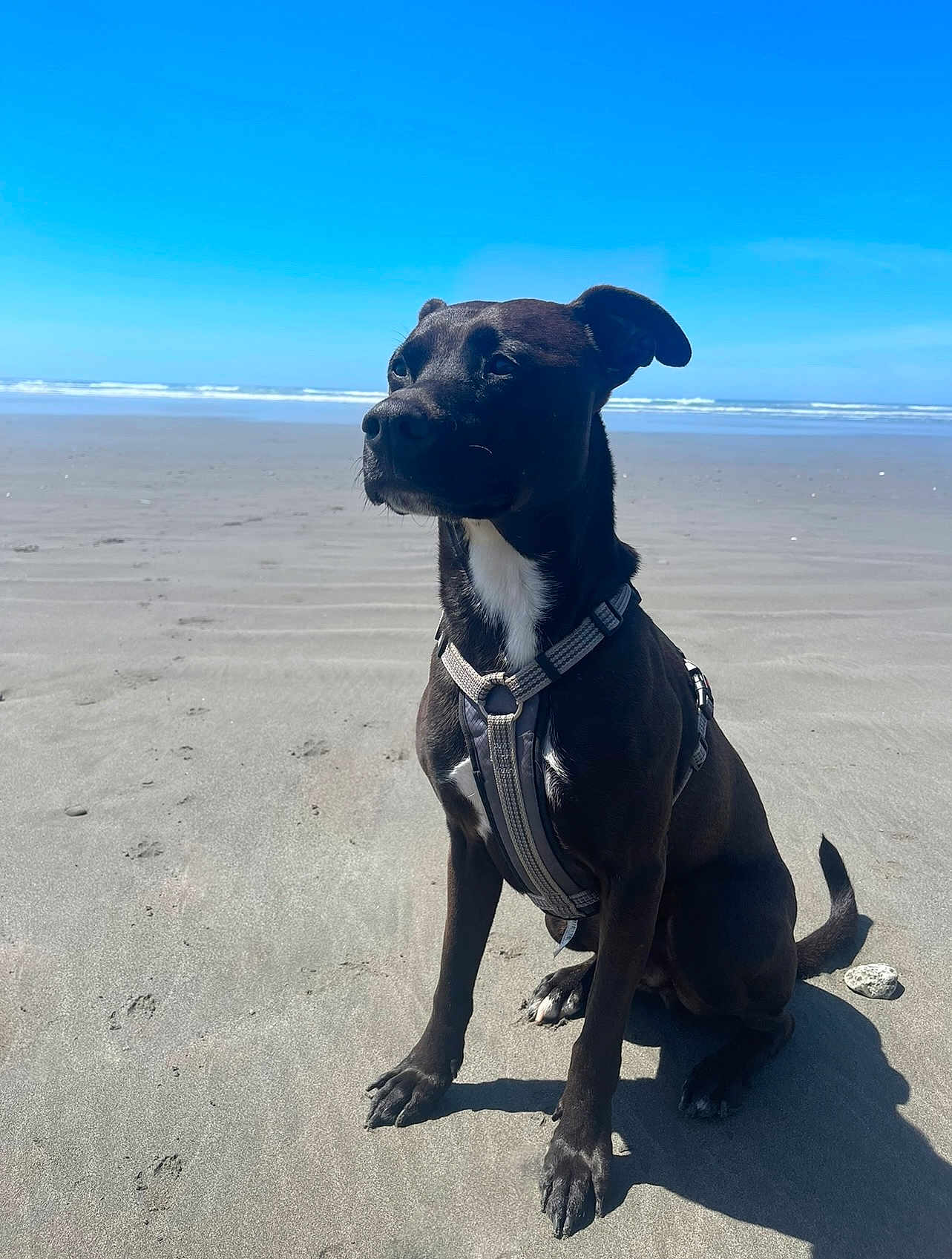 Mighty Mutt