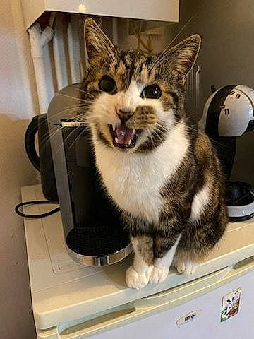 Happy a rejoint le concours — aidez-le/la à gagner de superbes lots ! box, cardboard, carnivore, cat, domestic_short_haired_cat, felidae, fur, home_appliance, major_appliance, metal, paw, pet_supply, photo_caption, service, shelf, small_to_medium_sized_cats, snout, tail, washing_machine, whiskers