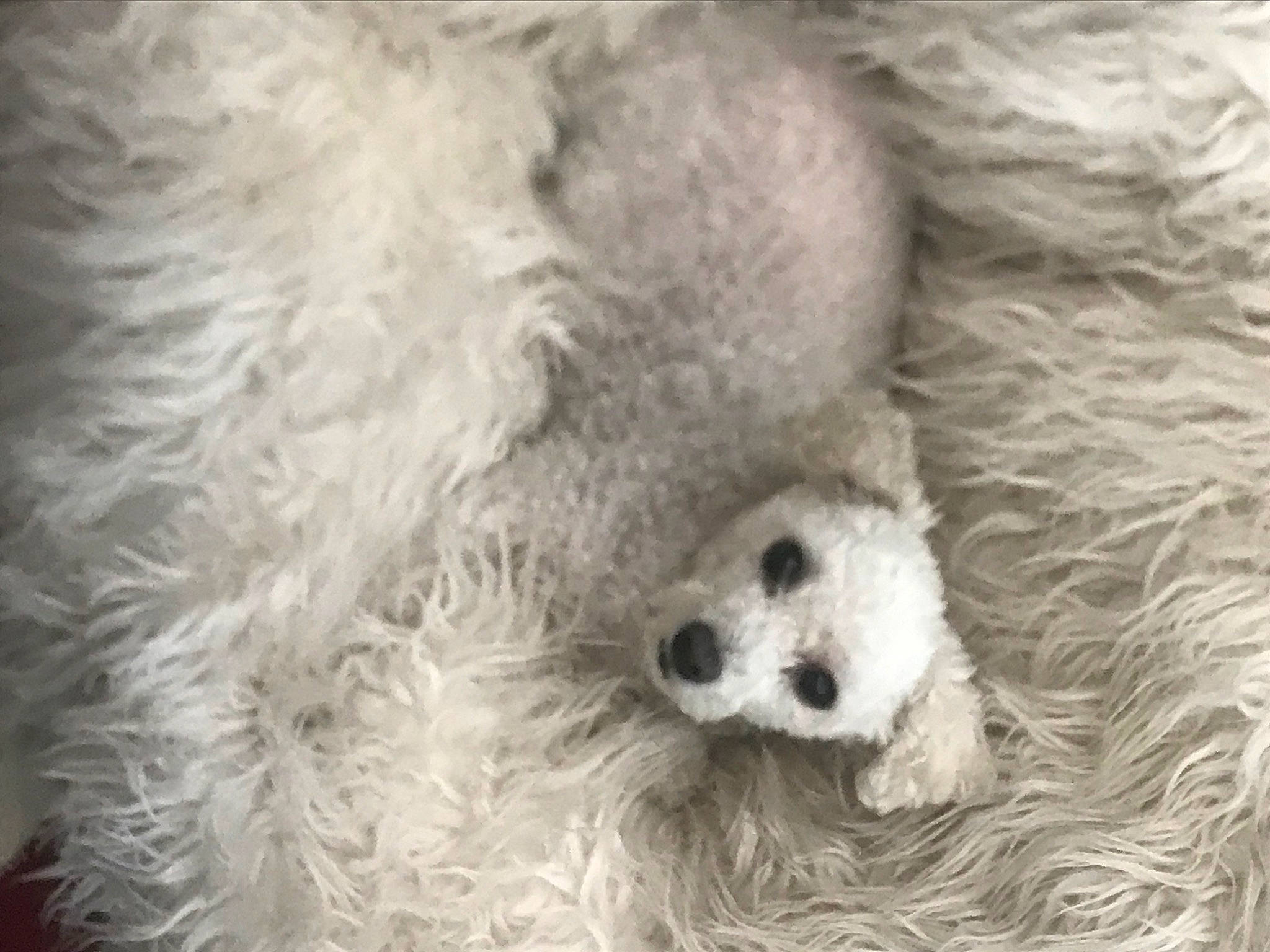 Evie is registered to the contest to win money with this photo: carnivore, companion_dog, dog, dog_breed, dog_supply, fur, labradoodle, monochrome, monochrome_photography, poodle, poodle_crossbreed, small_terrier, snout, stuffed_toy, terrestrial_animal, terrier, toy, toy_dog, whiskers, working_animal