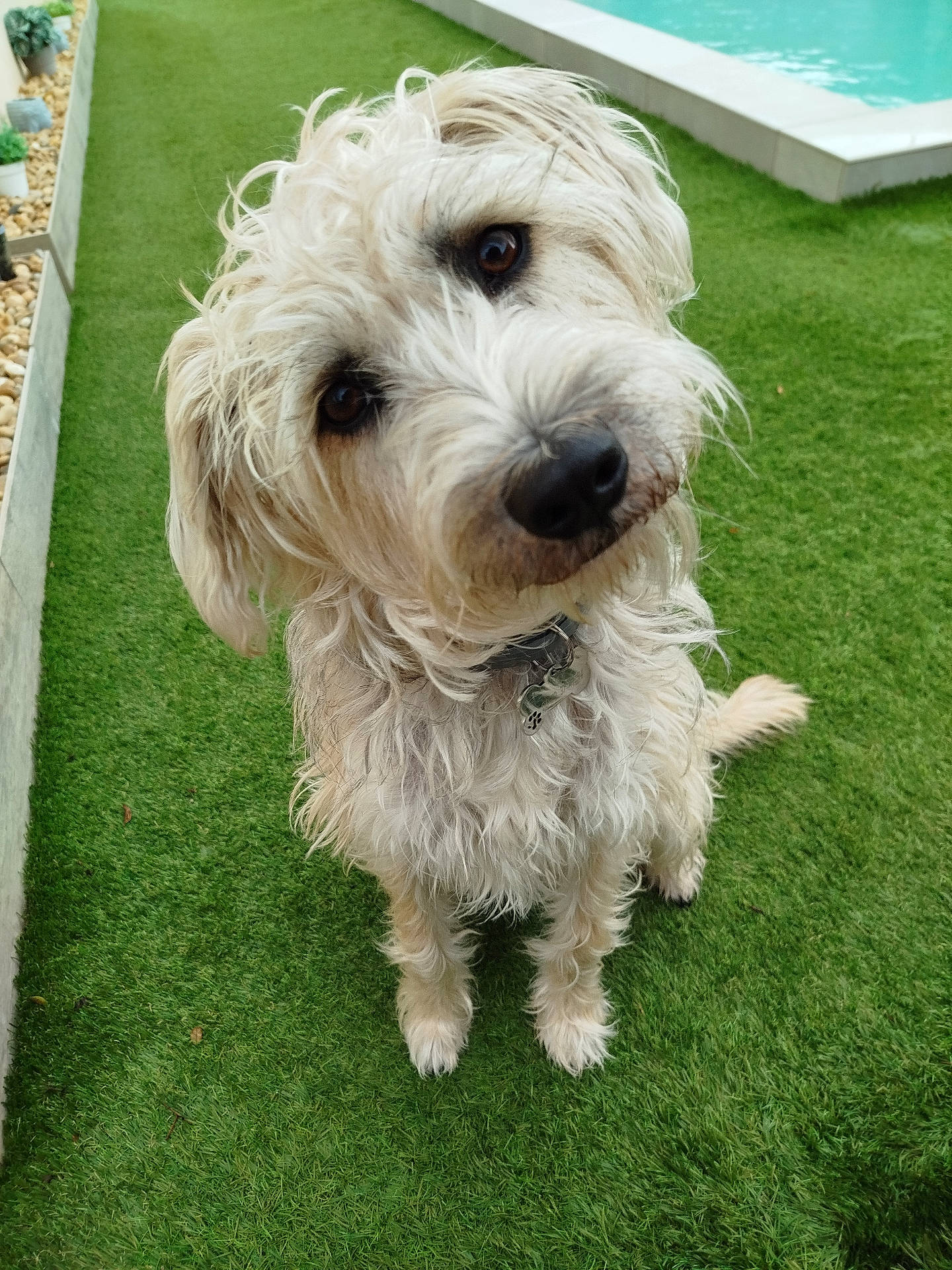 Uly a rejoint le concours — aidez-le/la à gagner de superbes lots ! animal, ball, canine, dog, football, grass, lawn, pet, plant, poodle, pool, puppy, soccer, soccerball, sport, tennis, tennisball, terrier, water, whitedog