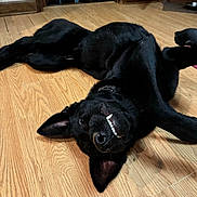 Heika joined the competition — help win amazing prizes! animal, black_dog, canine, collar, cute, dog, domestic_animal, ears, flooring, funny, happy, indoor, lying_down, pet, playful, relaxed, smiling, teeth, tongue, wooden_floor