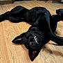 animal, black_dog, canine, collar, cute, dog, domestic_animal, ears, flooring, funny, happy, indoor, lying_down, pet, playful, relaxed, smiling, teeth, tongue, wooden_floor