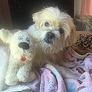Snoopylbc is registered to the contest to win money with this photo: animal, bedroom, blanket, colorful, comfort, companion, cozy, cute, dog, fluffy, fur, home, indoor, pet, plush_toy, relaxing, resting, scruffy, stuffed_animal, toy