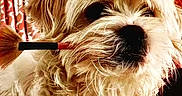 Snoopylbc joined the competition — help win amazing prizes! affenpinscher, animal, brush, canine, curtain, den, device, dog, face, head, homedecor, person, pet, photography, poodle, portrait, puppy, terrier, tool, whitedog
