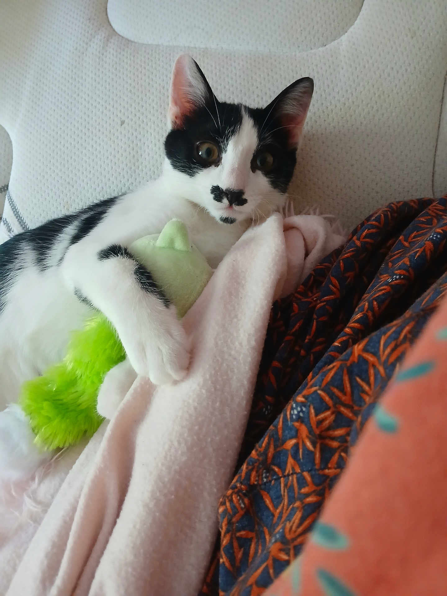 Kimi participe au concours pour gagner de l'argent avec cette photo : cat, kitten, black_and_white, toy, plush_toy, blanket, cozy, indoor, pet, animal, cute, fur, paw, resting, looking, curious, soft_texture, comfort, domestic, young