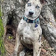 Oswald joined the competition — help win amazing prizes! dog, animal, blue_eyes, collar, tree, bark, outdoor, nature, earth, forest, pet, speckled_coat, curious, sitting, portrait, young_dog, canine, ears, ground, wood